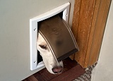The Cat Door